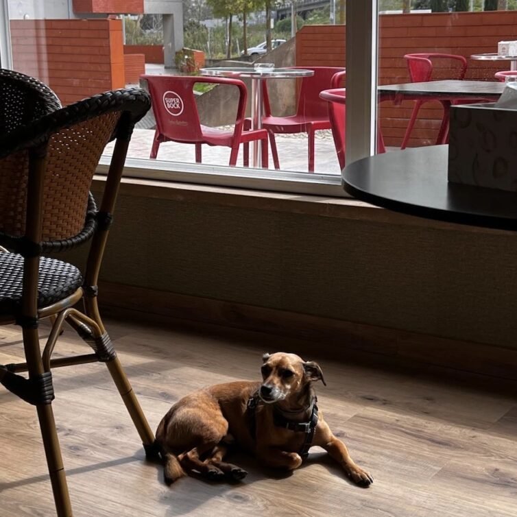 Pet friendly